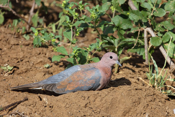 Palmtaube oder Senegaltaube / Laughing dove or Little brown dove / Stigmatopelia senegalensis