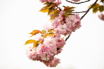 Close up of Cherry blossom tree or Sakura flower tree blossom in Herastrau park, Romania. Beautiful in bloom tree branches