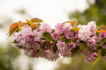 Close up of Cherry blossom tree or Sakura flower tree blossom in Herastrau park, Romania. Beautiful in bloom tree branches