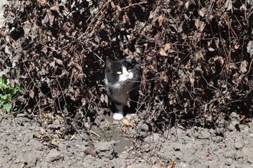 Cat Sitting On The Ruins Of An Abandoned House. Cat Basking