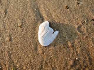 shell on the beach with sand