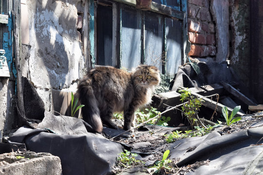 Cat Sitting On The Ruins Of An Abandoned House. Cat Basking