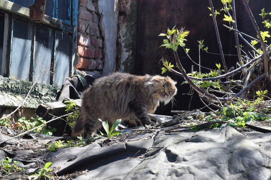 Cat Sitting On The Ruins Of An Abandoned House. Cat Basking