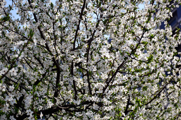 Beautiful flowering cherry trees. Background with blooming flowers in spring day
