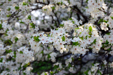 Beautiful flowering cherry trees. Background with blooming flowers in spring day