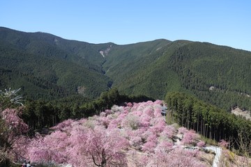 高見の郷　しだれ桜