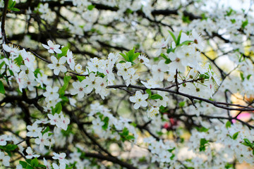Beautiful flowering cherry trees. Background with blooming flowers in spring day