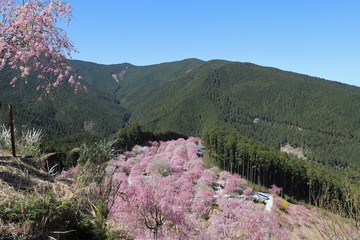 高見の郷　しだれ桜