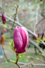 Pink magnolia bud on a light background