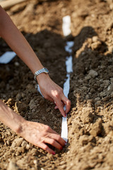 Woman farmer planting various seeds