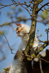 Norwegian forest cat climbing trees