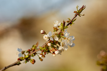 Cherry flowers