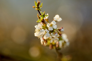 Cherry flowers