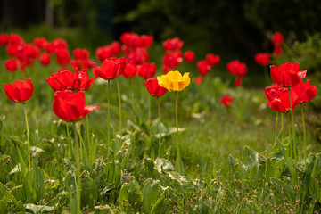 Single yellow tulip gesneriana between red tulips. Beautiful bright color in high resolution