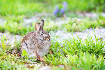 rabbit in the grass