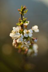 Cherry flowers