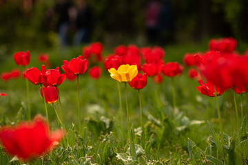 Single yellow tulip gesneriana between red tulips. Beautiful bright color in high resolution