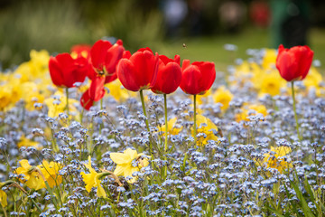 Bright red tulips gesneriana alongwith beautiful yellow daffodils on a field. Natural in bloom seasonal flowers