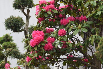 Rhododendron blossom is gorgeous and beautiful.
