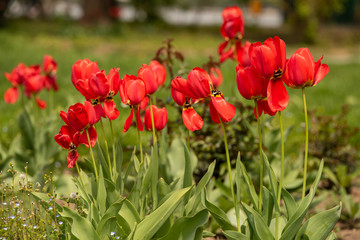 Bouquet of tulips tulipa gesneriana shot in the park during day time with natural light. High resolution fresh flowers