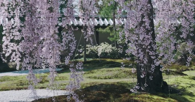 Cherry blossom view point: sakura bloom, zen garden, meditative shot, Kyoto, Japan