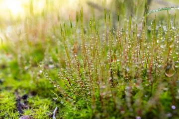 Image of a healthy forest with lichens and green mosses covered in drops of rainwater from environmental care.