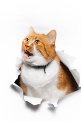 Portrait of red cat with tongue out licking her nose, through white torn paper hole.