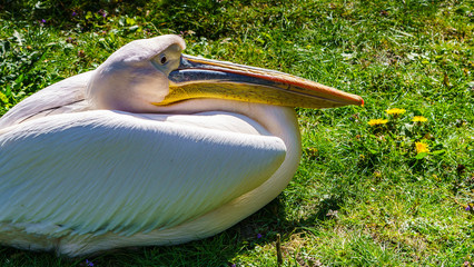 Pelikan, pelikany, pelikanowate, Pelecanidae, Pelecaniformes © Dreamnordno