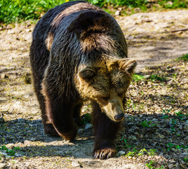 Niedzwiedz grizli © Dreamnordno