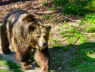 Niedzwiedz  © Dreamnordno