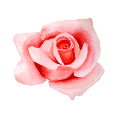 Bright watercolor illustration of pink, coral rose. Bourgeon hand-drawn, isolated on white background.