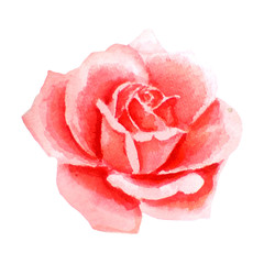Bright watercolor illustration of pink, coral rose. Bourgeon hand-drawn, isolated on white 
