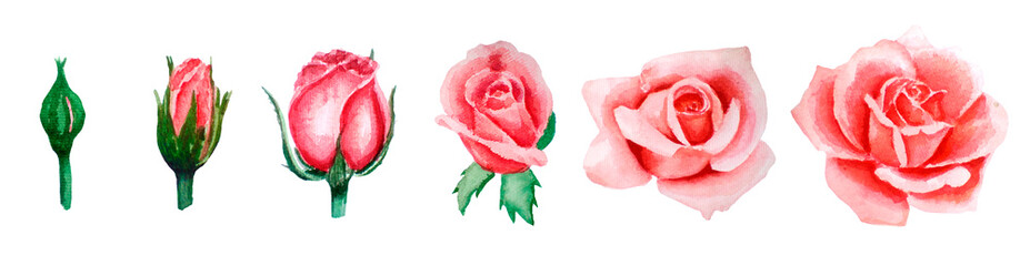 watercolor illustration set of pink rose blooming from bud to open flower, hand-drawn, isolated on white background