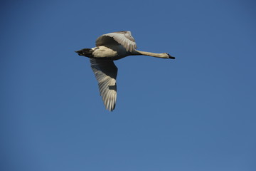 Flying swan