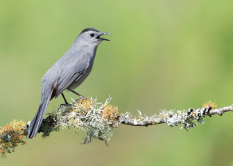 Gray Catbird (Dumetella carolinensis)