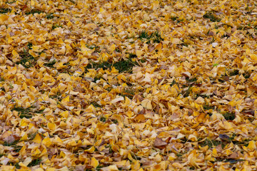 Carpet of Ginkgo leaves on the ground in the fall, background copy space seasonal