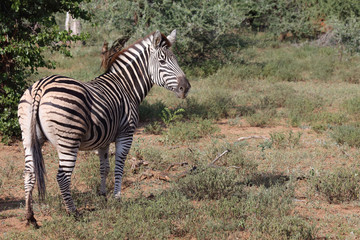 Steppenzebra / Burchell's zebra / Equus burchellii