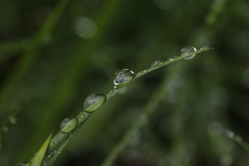 Rain drops on the grass