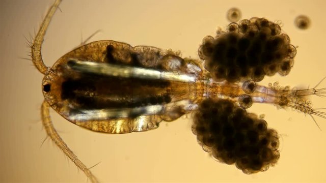 Copepoda under the microscope, the family Cyclopidae,female with eggs, is a predator and feeds on protozoa has one eye, The structure of the body and internal organs, diverse life in color 4K