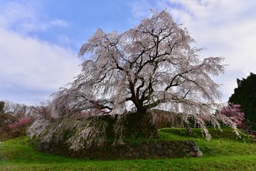 日本の満開の桜と春