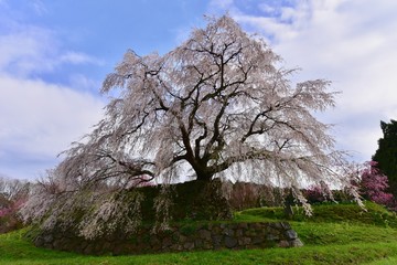 日本の満開の桜と春