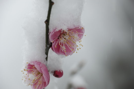 Plum Blossom in Snow