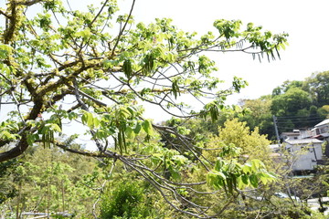 Manchurian walnut flowers (Japanese walnut)