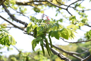 Manchurian walnut flowers (Japanese walnut)
