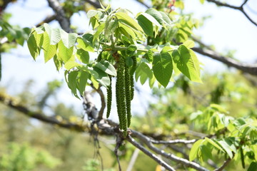 Manchurian walnut flowers (Japanese walnut)