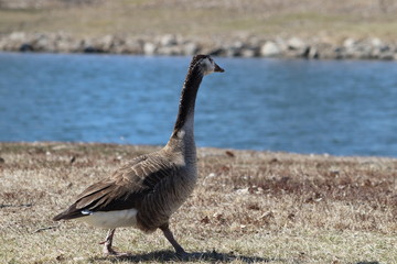 goose by the lake