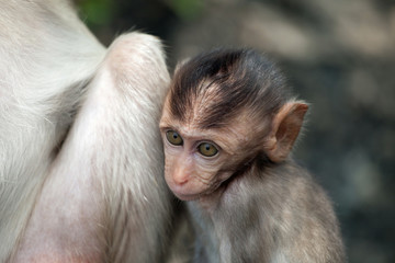 可愛いサル