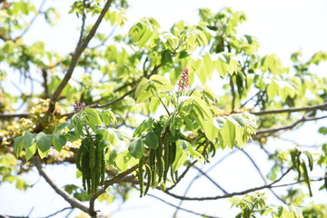 Manchurian walnut flowers (Japanese walnut)