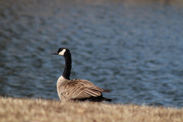 canada goose in water