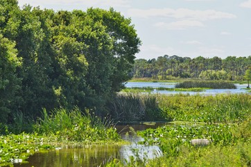 Orlando Wetlands Canal and Lake Florida